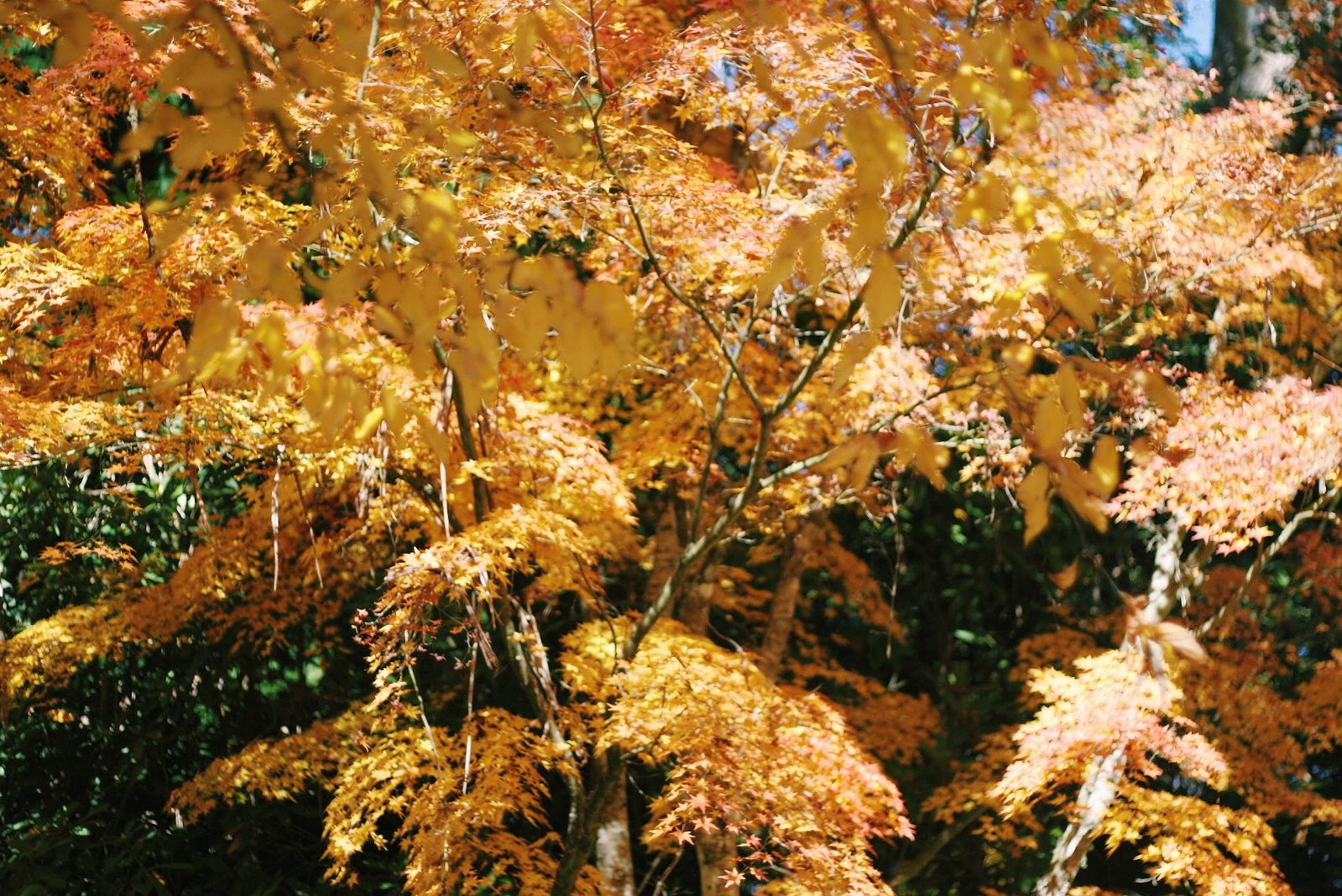 Breenhold Gardens of Mount Wilson Yellow Leaves