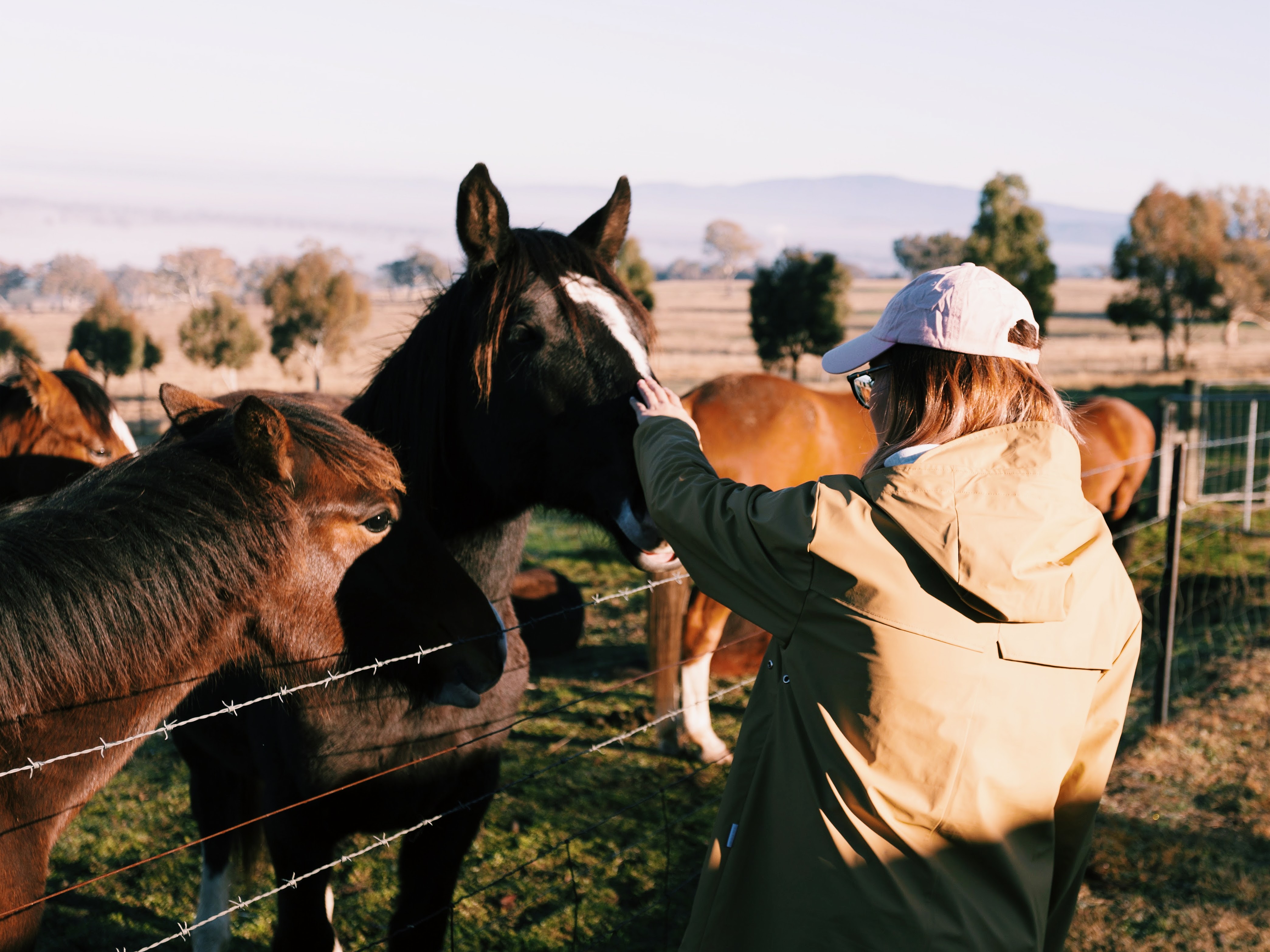 How to go to singapore and end up in melbourne instead horses airbnb mansfield