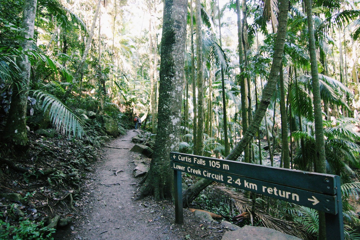 Curtis Falls Track Weekend in Gold Coast Mount Tamborine